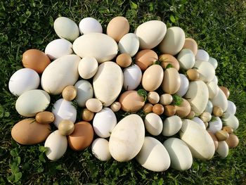 High angle view of eggs