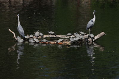 High angle view of gray heron perching on lake