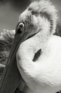 Close-up of pelican