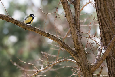 Close-up of great tit perching on branch