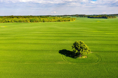 View from above on lonely tree with shadows in a green field and forest in the background