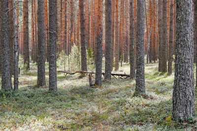 Pine trees in forest