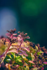 Close-up of flower plant