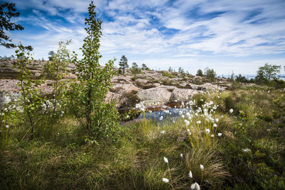 Plants growing on land against sky