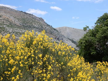 Yellow flowering plants on landscape against sky