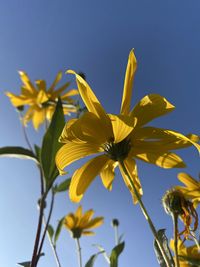 Low angle view of yellow flowering plant against blue sky