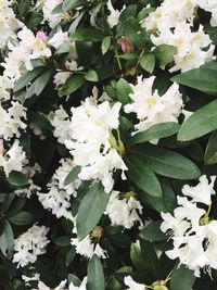 High angle view of white flowering plants