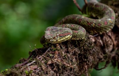 Close-up of lizard on tree