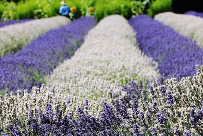 Close-up of purple lavender flowers on field