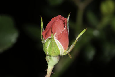 Close-up of wet rose bud