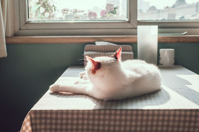 Cat lying on dining table at home