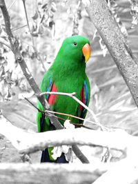 Close-up of parrot perching on leaf