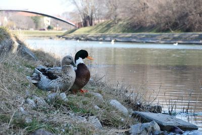 Ducks on lake