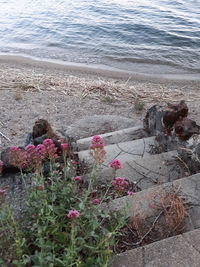 High angle view of flowering plants by sea