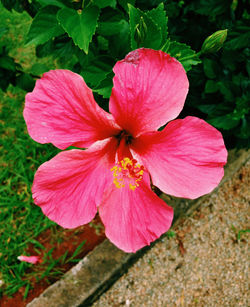 Close-up of pink hibiscus flower