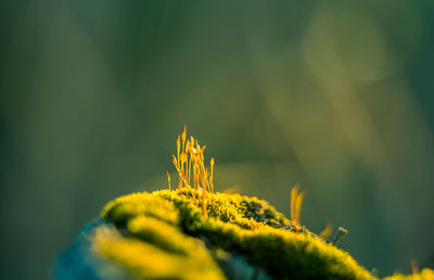 Beautiful closeup of moss growing on the forest floor in spring. small natural scenery in woodlands