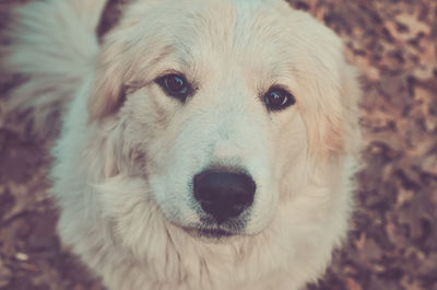 Close-up portrait of golden retriever