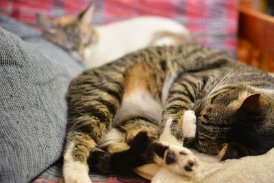 Close-up of cat sleeping