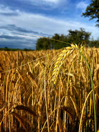 Wheat field against sky