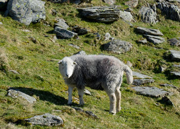 Sheep standing on rock