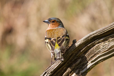 Chaffinch from behind on a branch on forest