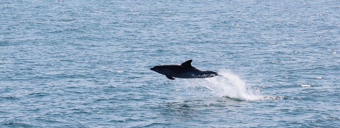 Dolphin jumping over sea