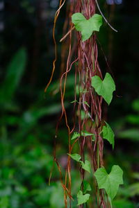 Close-up of fresh green plant