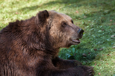 Close-up of bear on field