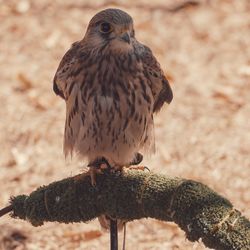 Close-up of bird perching on branch