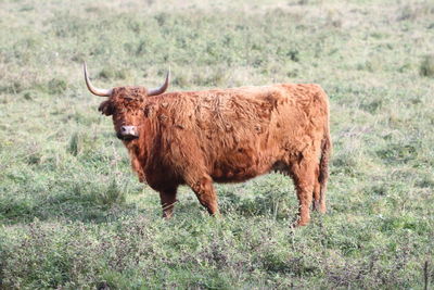 Highland cattle on field