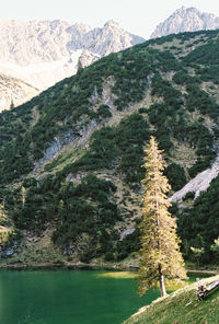 Scenic view of pine trees by mountains