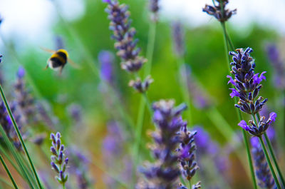 Close-up of purple flowers