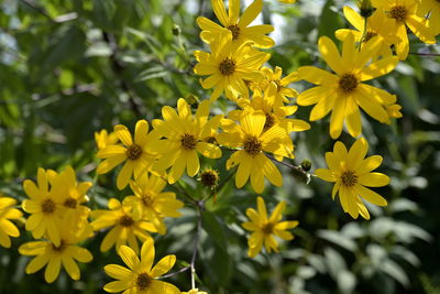 Close-up of yellow flowering plant