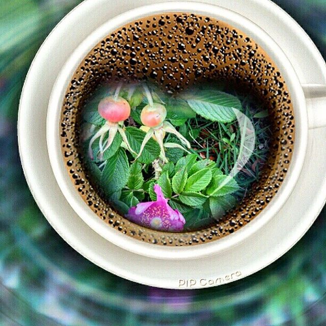 indoors, green color, close-up, freshness, high angle view, food and drink, leaf, growth, still life, directly above, circle, table, potted plant, no people, plant, selective focus, decoration, drink, glass - material, focus on foreground