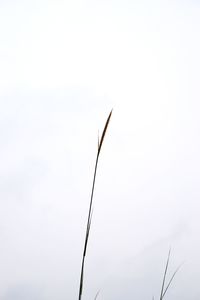 Low angle view of plant against clear sky