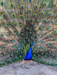 View of peacock feathers