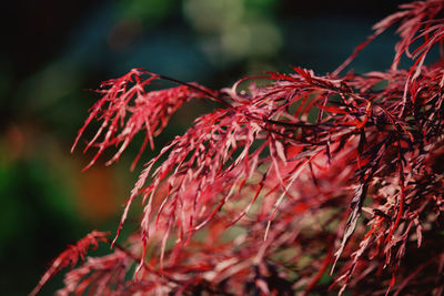 Close-up of red plant outdoors