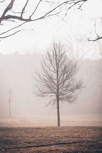 Bare tree on snow covered landscape