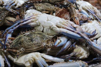 Close-up of fish for sale in market