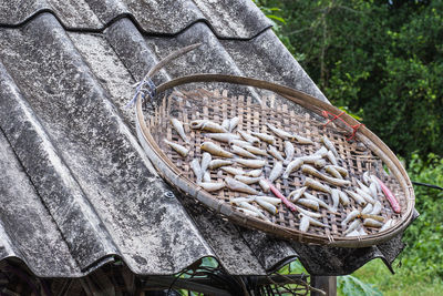 High angle view of fish in basket