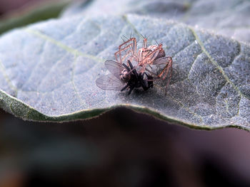 Flies become a spider's meal