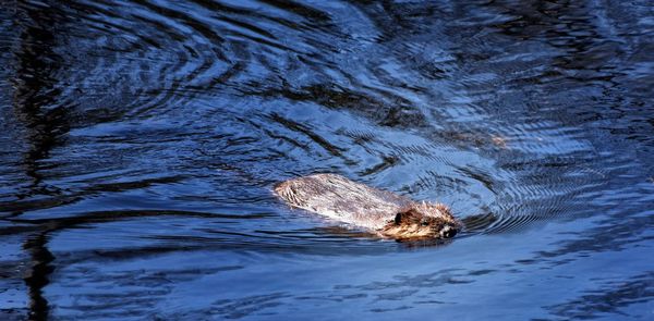 High angle view of beaver swimming in lake