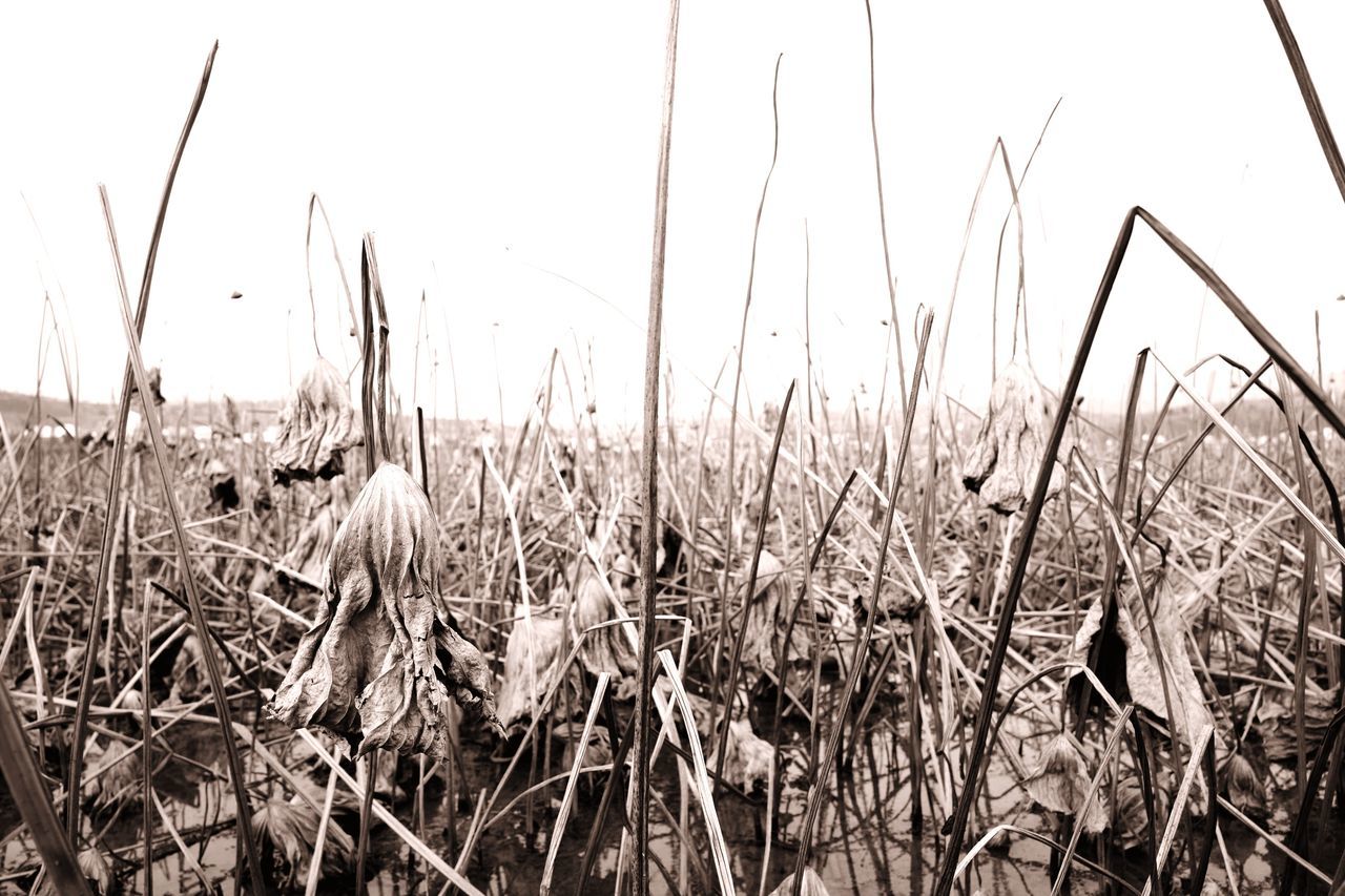 grass, plant, growth, field, tranquility, nature, dry, clear sky, tranquil scene, cereal plant, rural scene, growing, reed - grass family, wheat, agriculture, landscape, crop, beauty in nature, straw, farm