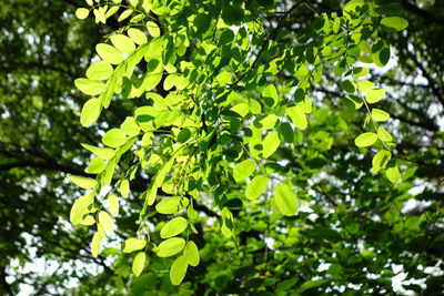 Close-up of tree branch