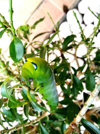 Close-up of bird perching on tree