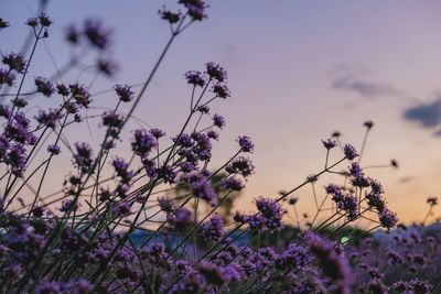 Close-up of purple flowering plants on field against sky