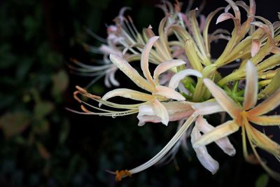 Close-up of flowers in bloom