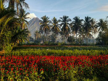 Scenic view of grassy field against sky