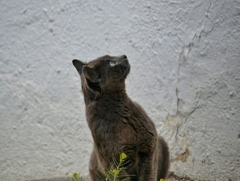 Close-up of cat looking up while sitting against wall