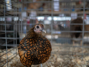 Close-up of a bird in cage